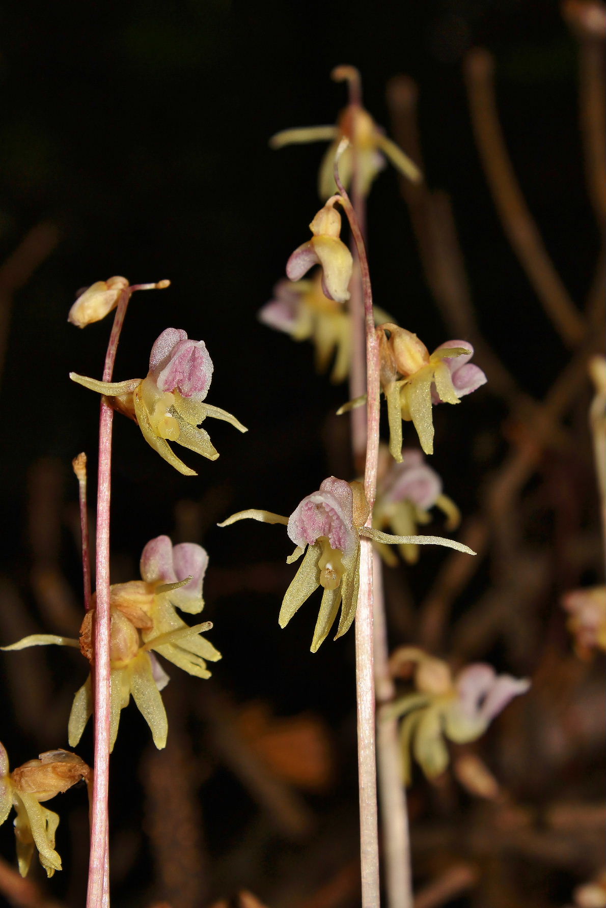 Epipogium aphyllum Sw.